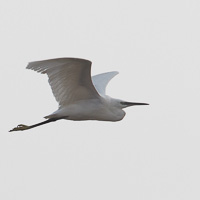 Little Egret