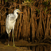 Western Reef Heron