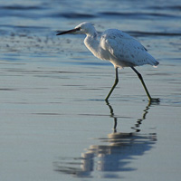 Western Reef Heron