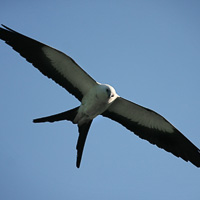 Swallow-tailed Kite