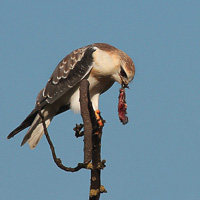 Black-winged Kite