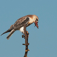 Black-winged Kite