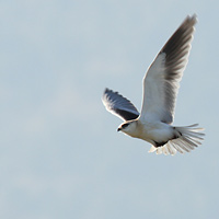 Black-winged Kite