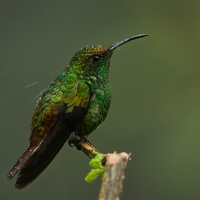 Coppery-headed Emerald