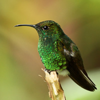 Coppery-headed Emerald