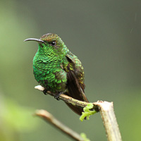 Coppery-headed Emerald