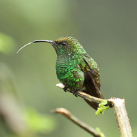 Coppery-headed Emerald