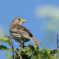 Corn Bunting