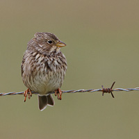 Corn Bunting