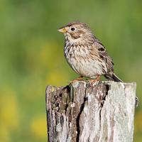 Corn Bunting