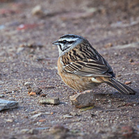 Rock Bunting