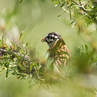 Rock Bunting