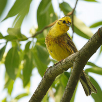 Yellowhammer