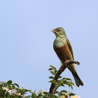 Ortolan Bunting