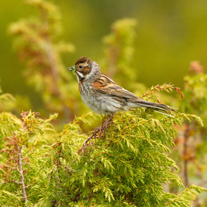 Common reed bunting