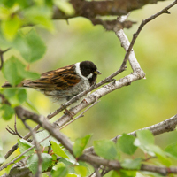 Common reed bunting