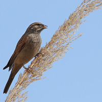 Striolated Bunting