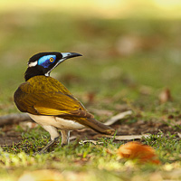 Blue-faced Honeyeater