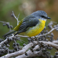 Eastern Yellow Robin