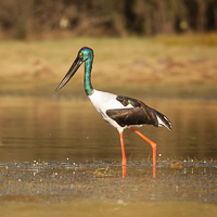 Black-necked Stork