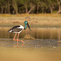 Black-necked Stork