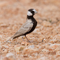 Black-crowned sparrow-lark