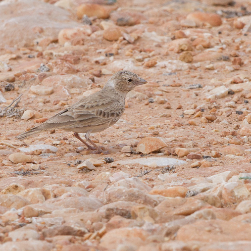 Black-crowned sparrow-lark