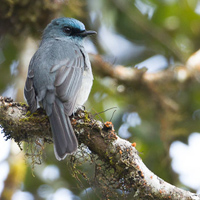 Dull-blue flycatcher