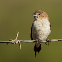 African silverbill