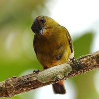 Olive-backed Euphonia