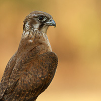 Brown Falcon