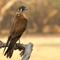 Brown Falcon