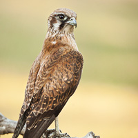 Brown Falcon