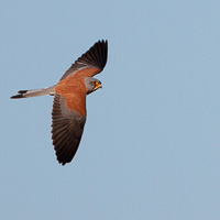 Lesser Kestrel