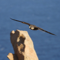 Peregrin falcon
