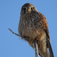 European Kestrel