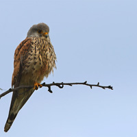 European Kestrel