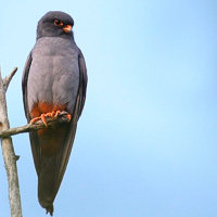 Red-footed falcon