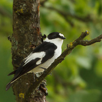 Collared Flycatcher