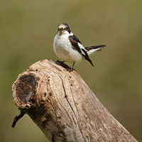 Collared Flycatcher