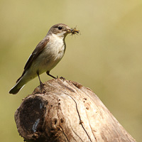 Collared Flycatcher