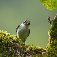 Collared Flycatcher