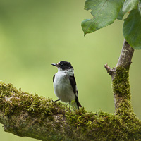 Collared Flycatcher