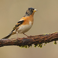 Brambling