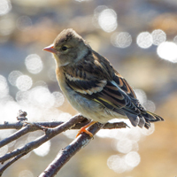 Brambling