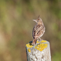 Crested Lark