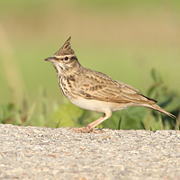 Crested Lark