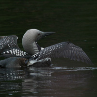 Black-throated Loon