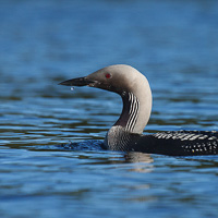 Black-throated Loon