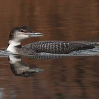 Great Northern Loon